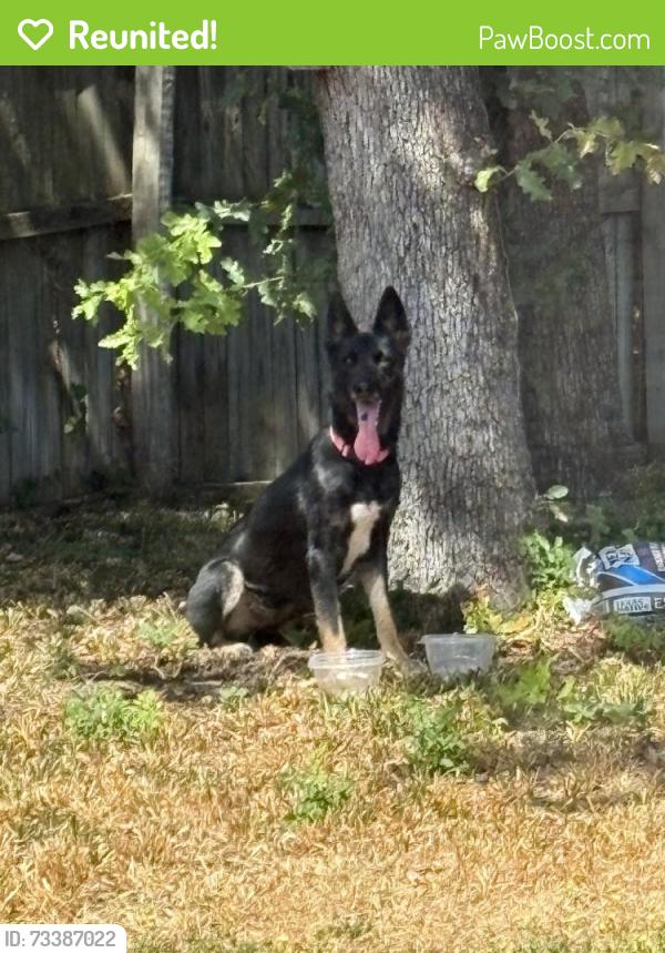 Reunited Unknown Dog last seen Village Glen Trail, Arlington, TX 76016, USA, Arlington, TX 76016