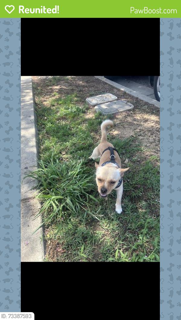 Reunited Male Dog last seen S Ford Blvd, East Los Angeles, CA 90022, USA, East Los Angeles, CA 90022