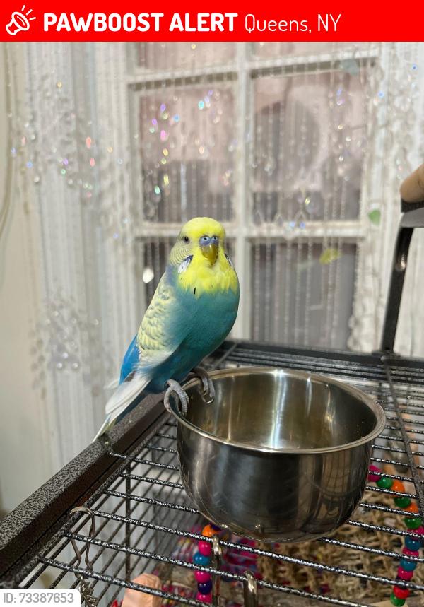 Lost Male Bird last seen 41st Ave Elmhurst between 74th and 75th street, Queens, NY 11372