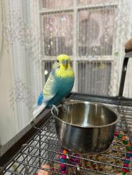 Lost Male Bird last seen 41st Ave Elmhurst between 74th and 75th street, Queens, NY 11372
