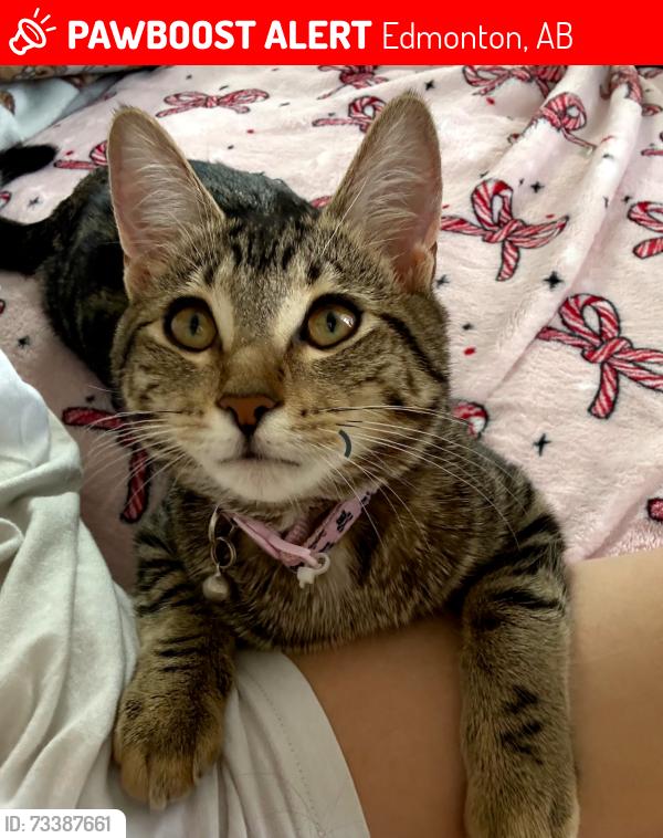 Lost Female Cat last seen Near 172st nw, Edmonton, AB 