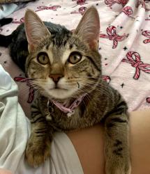 Lost Female Cat last seen Near 172st nw, Edmonton, AB 