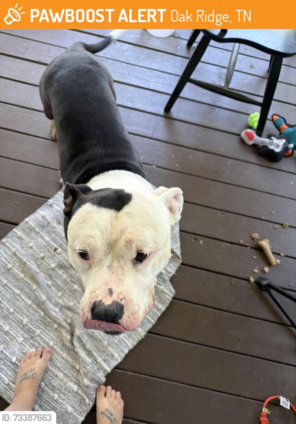 Found/Stray Male Dog last seen Bethel Valley Road, Oak Ridge, TN 37830