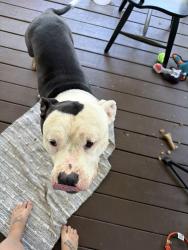 Found/Stray Male Dog last seen Bethel Valley Road, Oak Ridge, TN 37830