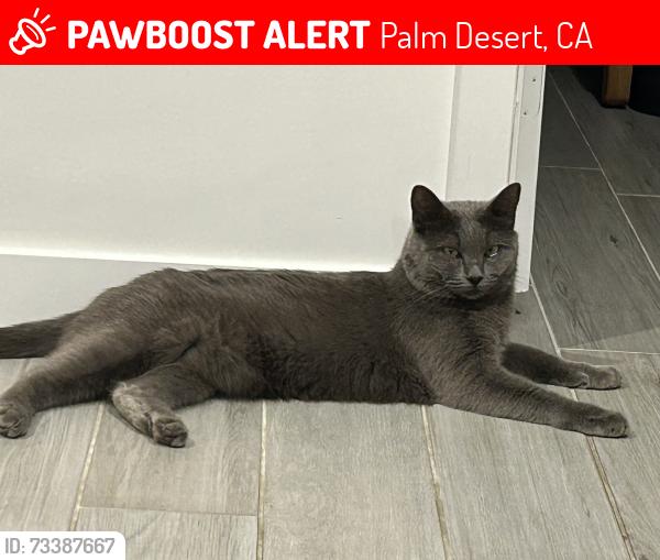 Lost Female Cat last seen Monterey and Fred Waring in Palm Desert, Palm Desert, CA 92260