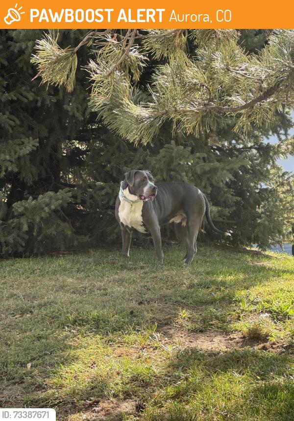Found/Stray Male Dog last seen Parker Rd, Aurora, CO 80014