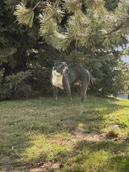 Found/Stray Male Dog last seen Parker Rd, Aurora, CO 80014