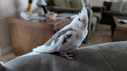 Lost Female Bird last seen Broadwater area, west of Publix on 34th St S, St. Petersburg, FL 33711