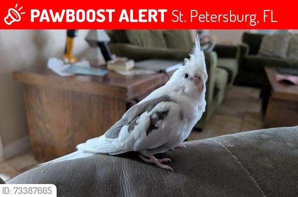 Lost Female Bird last seen Broadwater area, west of Publix on 34th St S, St. Petersburg, FL 33711