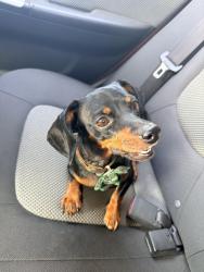 Reunited Female Dog last seen boswell meadows dr, Fort Worth, TX 76179