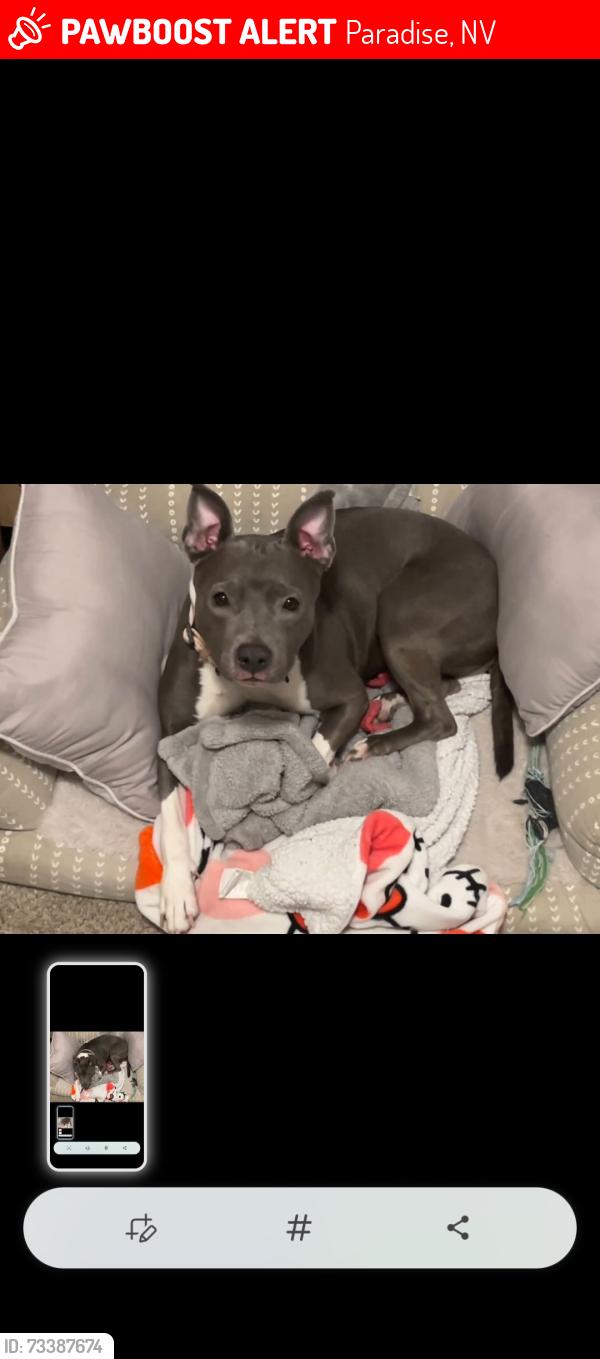 Lost Female Dog last seen Flamingo and Palos verdes, Paradise, NV 89119