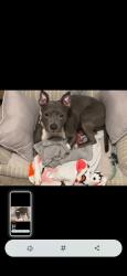 Lost Female Dog last seen Flamingo and Palos verdes, Paradise, NV 89119