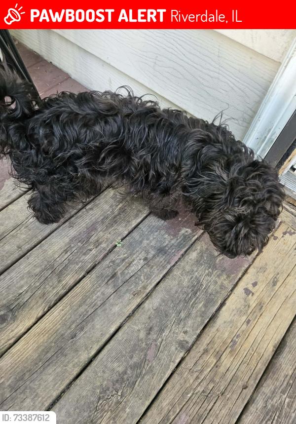 Lost Male Dog last seen Near S wentworth avenue Chicago IL 60628, Riverdale, IL 60827