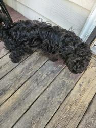 Lost Male Dog last seen Near S wentworth avenue Chicago IL 60628, Riverdale, IL 60827
