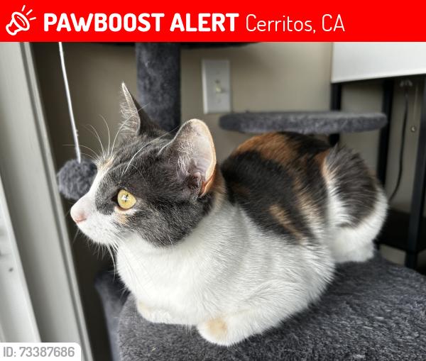Lost Female Cat last seen 166th & Bloomfield, Cerritos, CA 90703