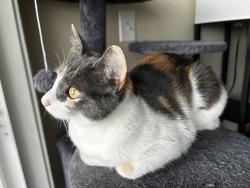 Lost Female Cat last seen 166th & Bloomfield, Cerritos, CA 90703
