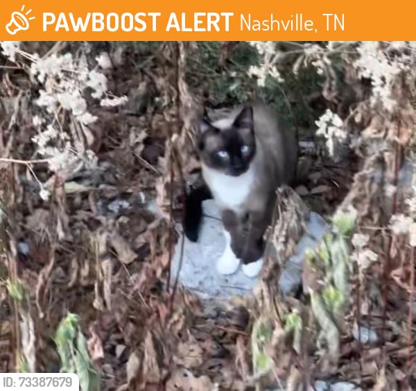 Found/Stray Unknown Cat last seen Boat ramp at Peeler Park, Nashville, TN 37115