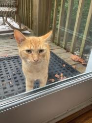 Found/Stray Male Cat last seen Woods Road, Reynolda Rd, Winston-Salem, NC 27106