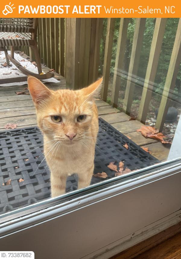 Found/Stray Male Cat last seen Woods Road, Reynolda Rd, Winston-Salem, NC 27106