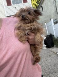 Found/Stray Unknown Dog last seen 6th st and Davenport, Newark, NJ 07107