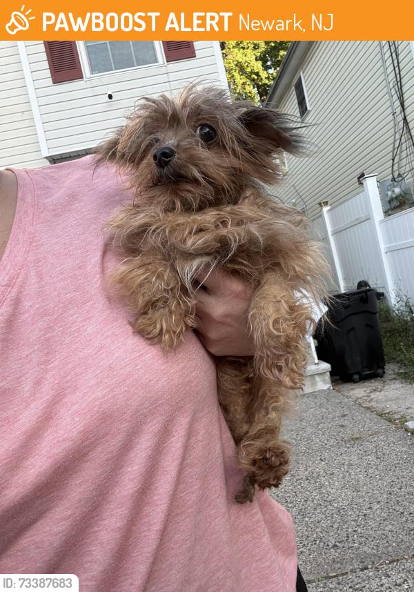 Found/Stray Unknown Dog last seen 6th st and Davenport, Newark, NJ 07107