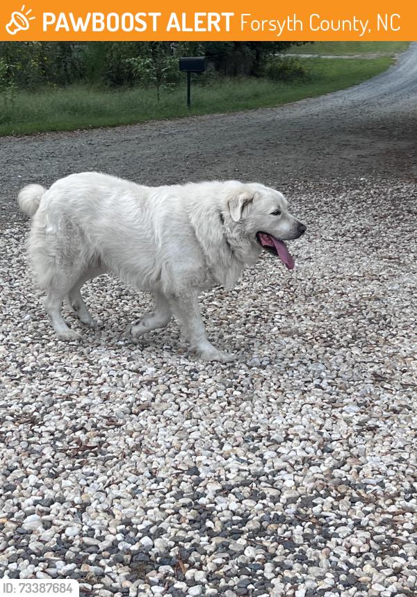 Found/Stray Male Dog last seen Farris Rd and Ebert Rd, Forsyth County, NC 27127
