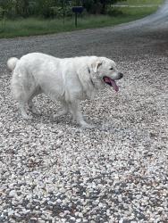 Found/Stray Male Dog last seen Farris Rd and Ebert Rd, Forsyth County, NC 27127