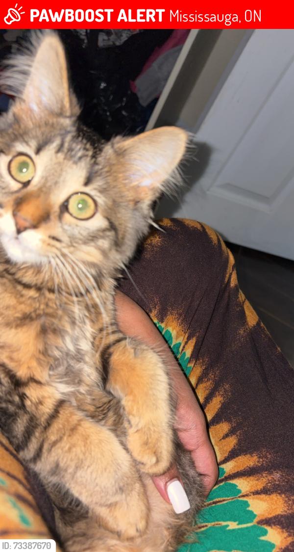 Lost Female Cat last seen Bybrook, Mississauga, ON 