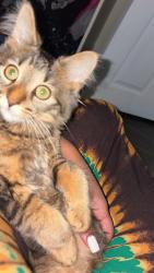 Lost Female Cat last seen Bybrook, Mississauga, ON 
