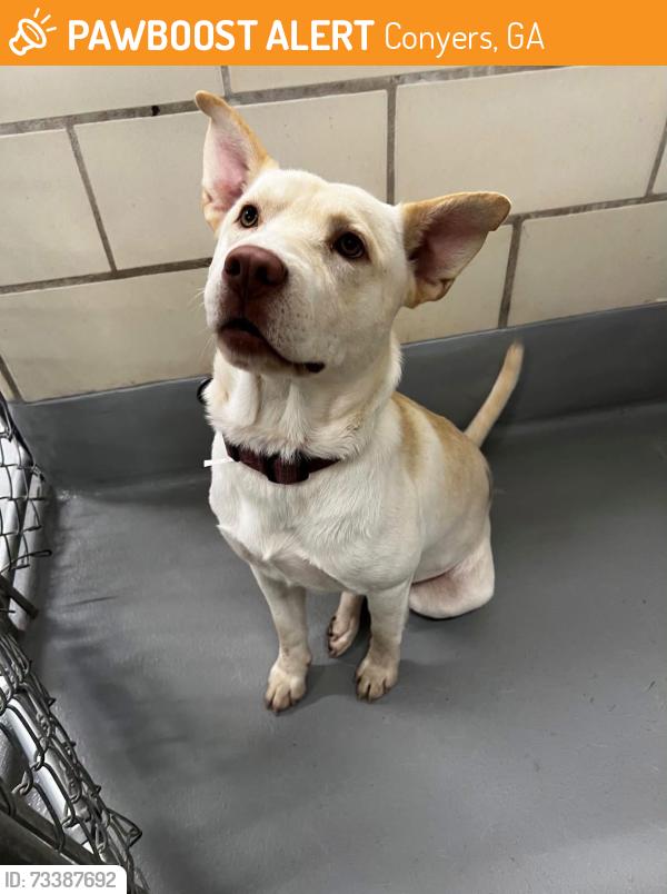 Found/Stray Unknown Dog last seen Located at Rockdale County Animal Service, 1506 Rockbridge Road, Conyers, GA 30012, Conyers, GA 30012