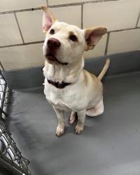 Found/Stray Unknown Dog last seen Located at Rockdale County Animal Service, 1506 Rockbridge Road, Conyers, GA 30012, Conyers, GA 30012
