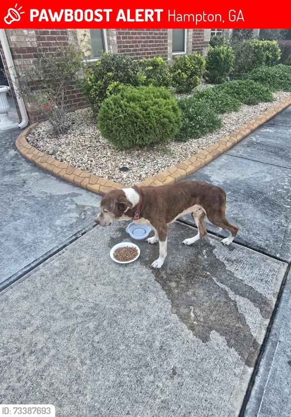 Lost Unknown Dog last seen My hse, Hampton, GA 30228