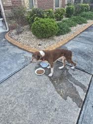 Lost Unknown Dog last seen My hse, Hampton, GA 30228