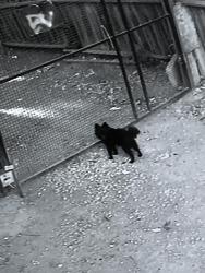 Reunited Female Dog last seen S Willard Ave, San Jose, CA 95126, USA, San Jose, CA 95126