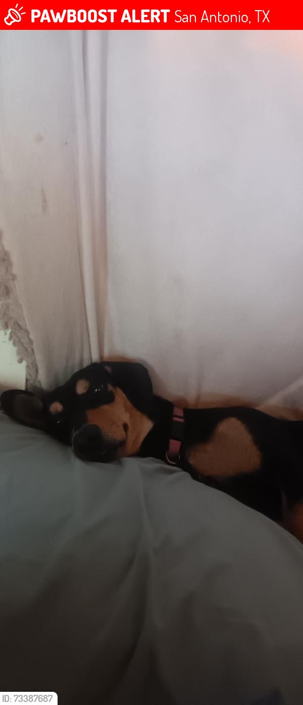 Lost Female Dog last seen Sonerset by the dollar general, San Antonio, TX 78227