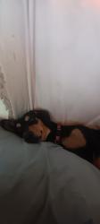 Lost Female Dog last seen Sonerset by the dollar general, San Antonio, TX 78227