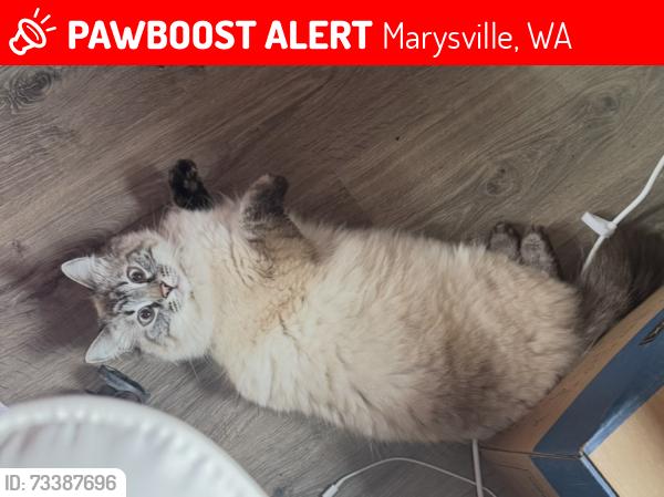Lost Female Cat last seen 71st St NE, Marysville, WA 98270