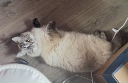 Lost Female Cat last seen 71st St NE, Marysville, WA 98270