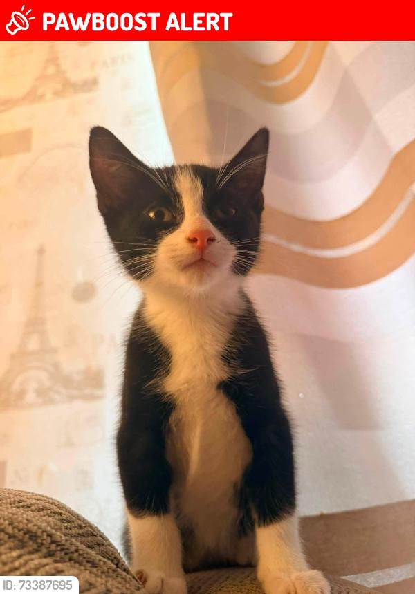 Lost Male Cat last seen Chatham street, Gordon street, Henry park street, Greater Manchester, England WN1 3DB