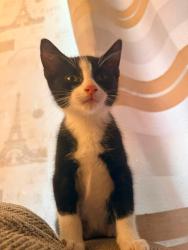 Lost Male Cat last seen Chatham street, Gordon street, Henry park street, Greater Manchester, England WN1 3DB