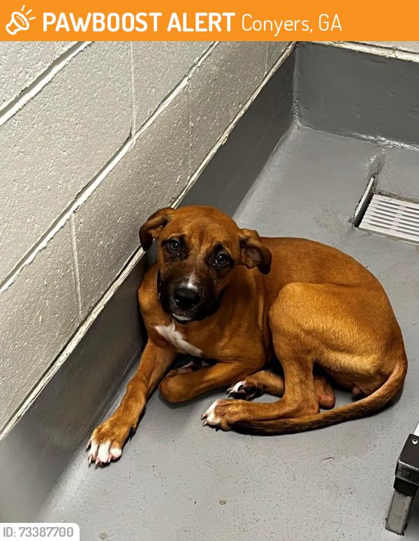 Found/Stray Unknown Dog last seen Located at Rockdale County Animal Service, 1506 Rockbridge Road, Conyers, GA 30012, Conyers, GA 30012