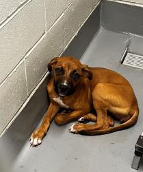 Found/Stray Unknown Dog last seen Located at Rockdale County Animal Service, 1506 Rockbridge Road, Conyers, GA 30012, Conyers, GA 30012