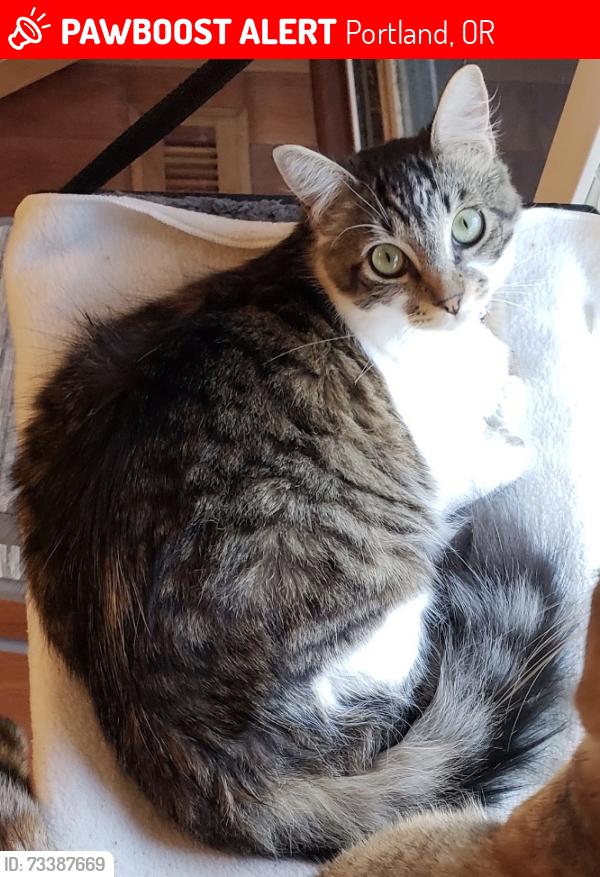 Lost Female Cat last seen SW Dogwood LN neighborhood south of SW Scholls Ferry Rd, Portland, OR 97225