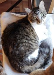 Lost Female Cat last seen SW Dogwood LN neighborhood south of SW Scholls Ferry Rd, Portland, OR 97225
