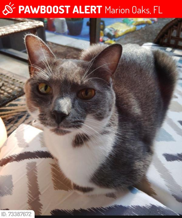 Lost Female Cat last seen SW 34TH COURT RD & SW 153rd PLACE RD, Marion Oaks, FL 34473