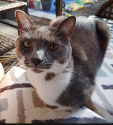 Lost Female Cat last seen SW 34TH COURT RD & SW 153rd PLACE RD, Marion Oaks, FL 34473