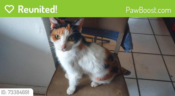 Reunited Female Cat last seen Near Garfield St 33020, Hollywood, FL 33020