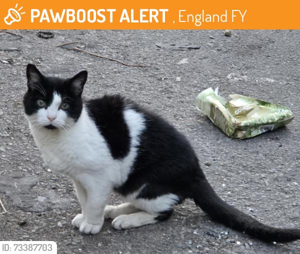 Found/Stray Unknown Cat last seen Lytham Road and Waterloo Road, , England FY1