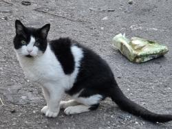 Found/Stray Unknown Cat last seen Lytham Road and Waterloo Road, , England FY1