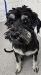 Reunited Male Dog last seen Walmart/ Vista Loma Village Apts, Redlands, CA 92373